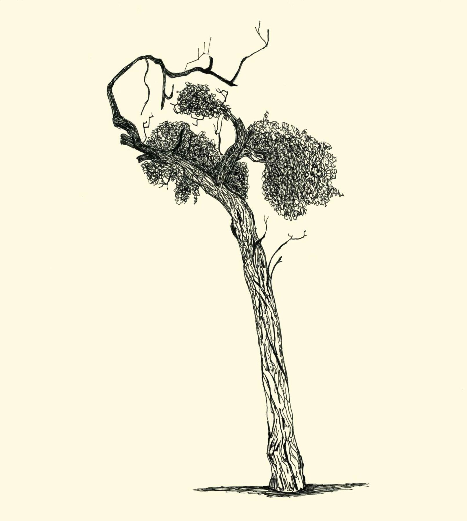Pen drawing showing a tree by Warren Garland, Athens, 2023