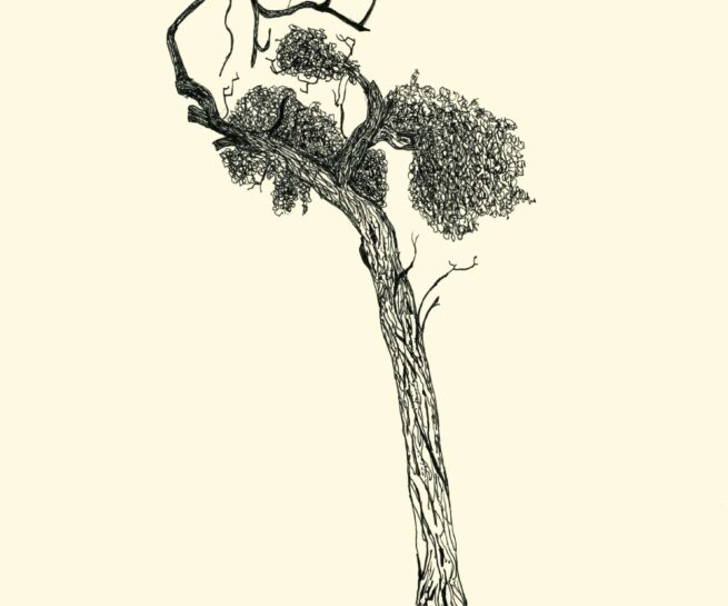 Pen drawing showing a tree by Warren Garland, Athens, 2023