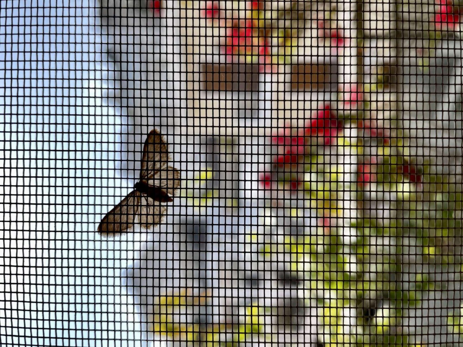 butterfly behind a window net