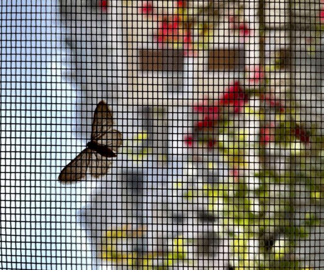 butterfly behind a window net