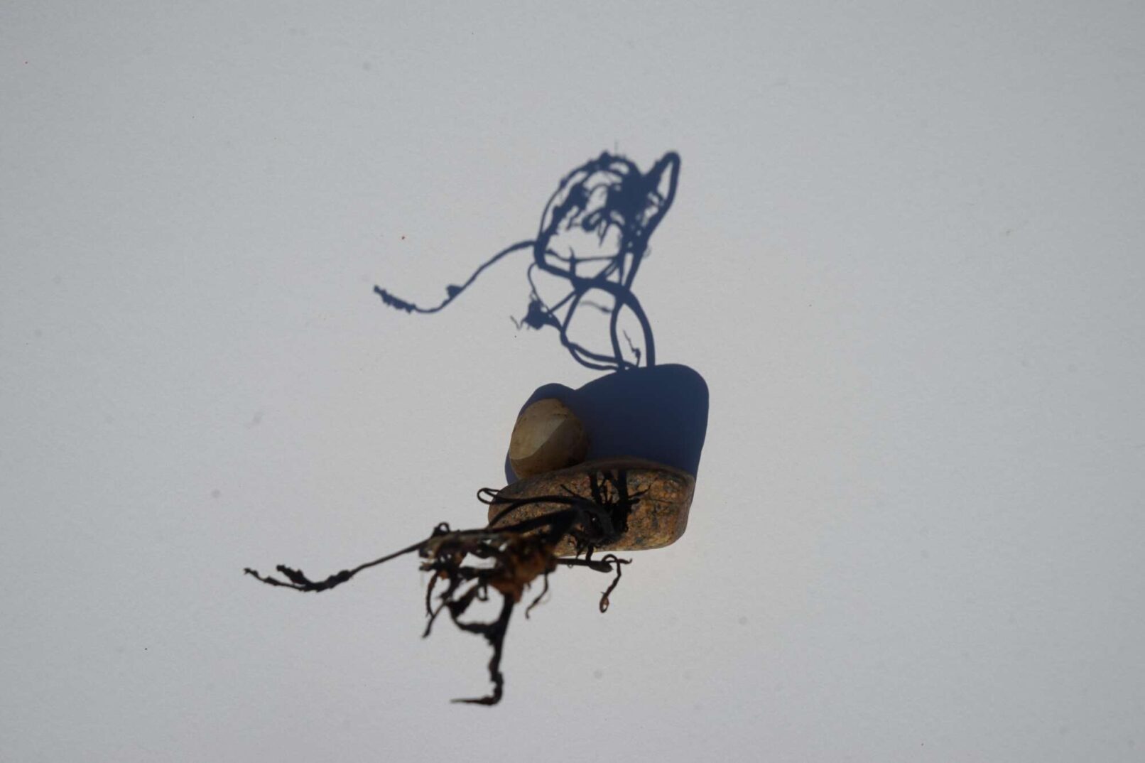 shape that looks like a root, work by Seçil Yaylalı, A piece from a wunderkammer, 2024